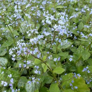 Myosotis du Caucase Little Jack