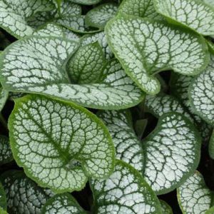 vds_101807_1.jpgv1763563007 Myosotis du Caucase Sea Heart