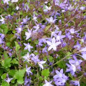3 Campanules des murets Stella