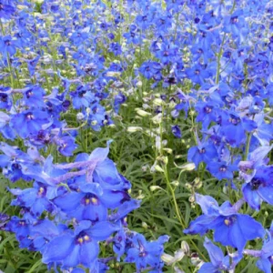 Delphinium Volkerfrieden