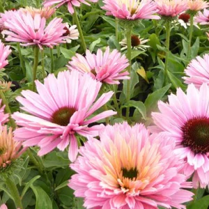 Echinacée pourpre Sunseekers Salmon