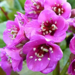 3 Bergénias Winterglöd