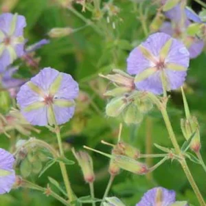 Géranium vivace Blauwvoet