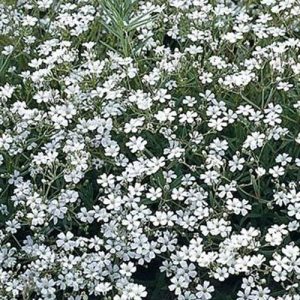 Gypsophile Schneeflocke