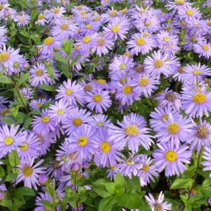 3 Asters de Frikart Jungfrau