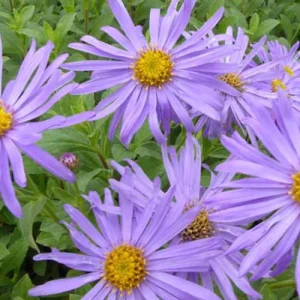 3 Asters de Frikart Wunder von Stäfa