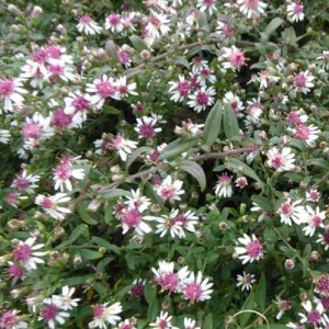 3 Asters lateriflorus Prince