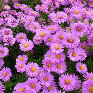 3 Asters de Nouvelle-Belgique Lady Francis