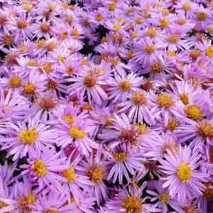 3 Asters nain Rozika
