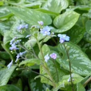 Myosotis du Caucase Emerald Mist