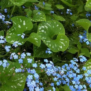 Myosotis du Caucase Langtrees