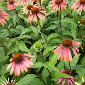 Echinacée Summer Cocktail