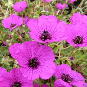 Géranium subcaulescent Geranium subcaulescens