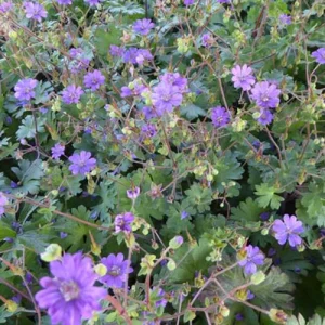 Géranium des Pyrénées Bill Wallis