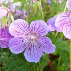 Géranium des prés Ilja