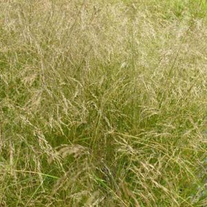 3 Canches cespiteuses Schottland