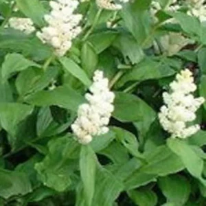 Faux sceau de Salomon