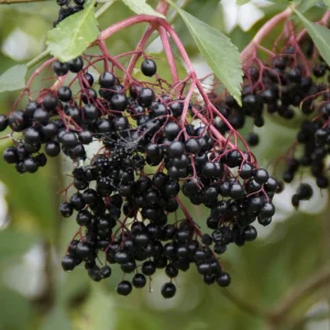 Biologie du sureau noir 'Haschberg'