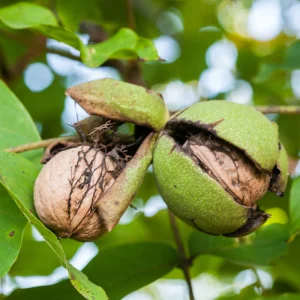 noyer à tige basse / noyer BIO